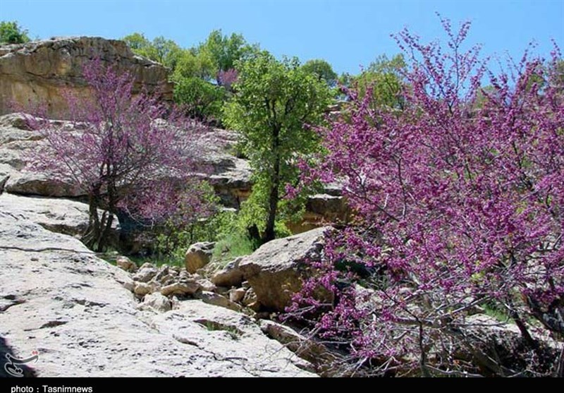 «دره ارغوان» ایلام بهشت رنگ‌های زیبای طبیعت به روایت تصویر