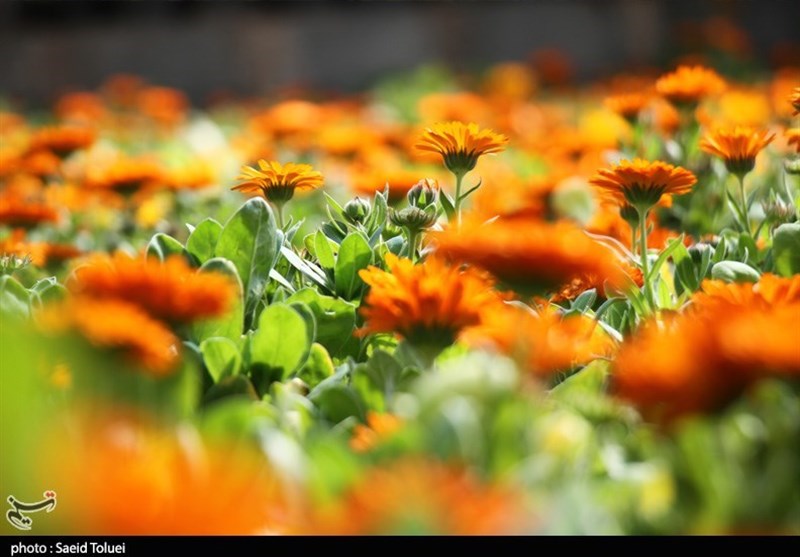 بجنورد| گل‌های بهاری به استقبال مسافران نوروزی می‌روند+تصاویر