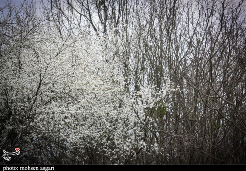گلستان| شکوفه‌های زیبای بهاری در آستانه سال نو+ تصاویر