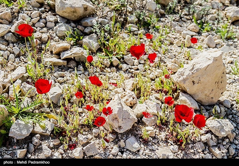 بهار 98| حاشیه سد مخزنی مارون یکی از جاذبه‌های زیبا در بهبهان + تصاویر