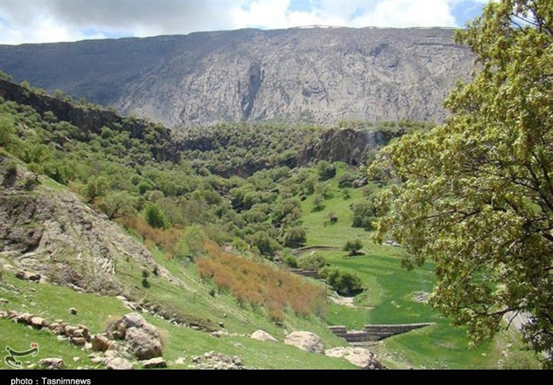 کشت رازیانه از کردستان تا ترکیه/محصولی دارویی و کم‌آب‌بر