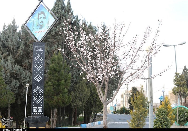 تهران| بهار با شکوفه‌های زودهنگام در نگین غرب استان تهران به روایت تصویر