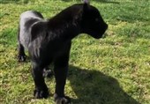 تولد نخستین جگوار سیاه ایرانی در باغ‌وحش صفادشت + فیلم