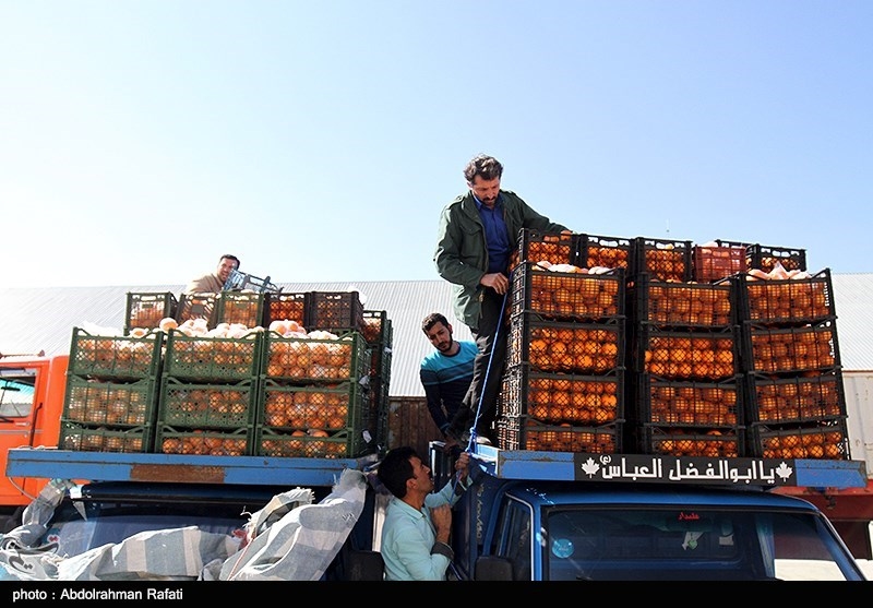 1800 تن پرتقال و سیب برای تنظیم بازار شب عید استان مرکزی خریداری شد