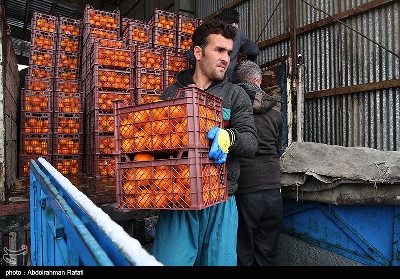 توزیع ذخیره‌های میوه شب عید در فارس آغاز شد