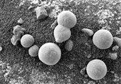 هشدار وزارت بهداشت درباره عواقب مصرف قارچ‌های سمی+علائم مسمومیت با قارچ
