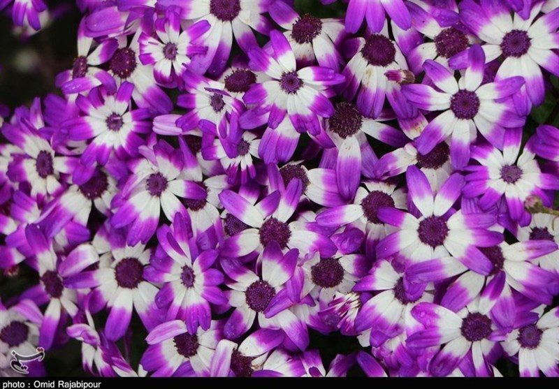 نمایشگاه نوروزی گل و گیاه در شرق گیلان به روایت تصویر