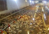 گلستان| 52 هزار قطعه مرغ در گنبدکاووس بر اثر سیلاب تلف شد