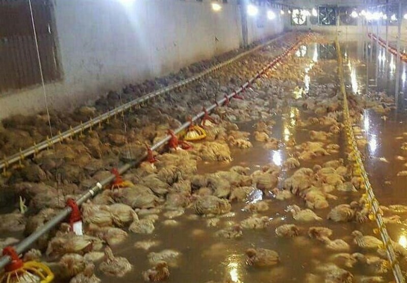 گلستان| 52 هزار قطعه مرغ در گنبدکاووس بر اثر سیلاب تلف شد