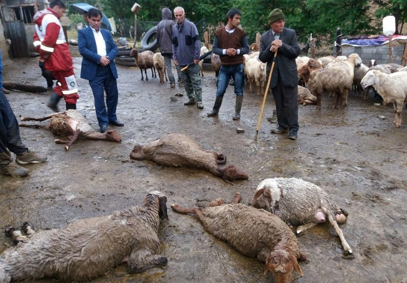 کرمانشاه| آب آلوده به سموم کشاورزی 72 رأس گوسفند را در ماهی‌دشت تلف کرد