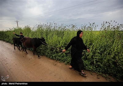 تخلیه روستاهای شعیبیه