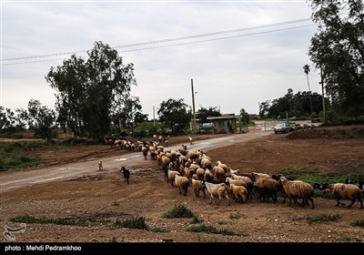 تخلیه روستاهای شعیبیه