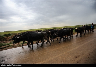 تخلیه روستاهای شعیبیه