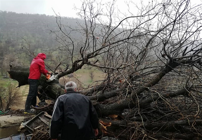 کهگیلویه و بویراحمد| سقوط درخت تنومند بلوط بر روی خانه روستایی+تصاویر