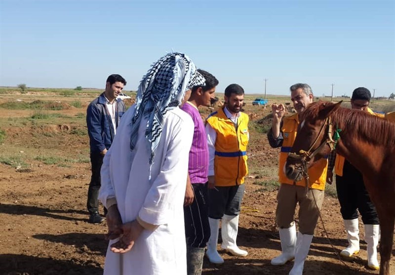 دام‌های در معرض سیل خوزستان به‌صورت رایگان درمان می‌شوند