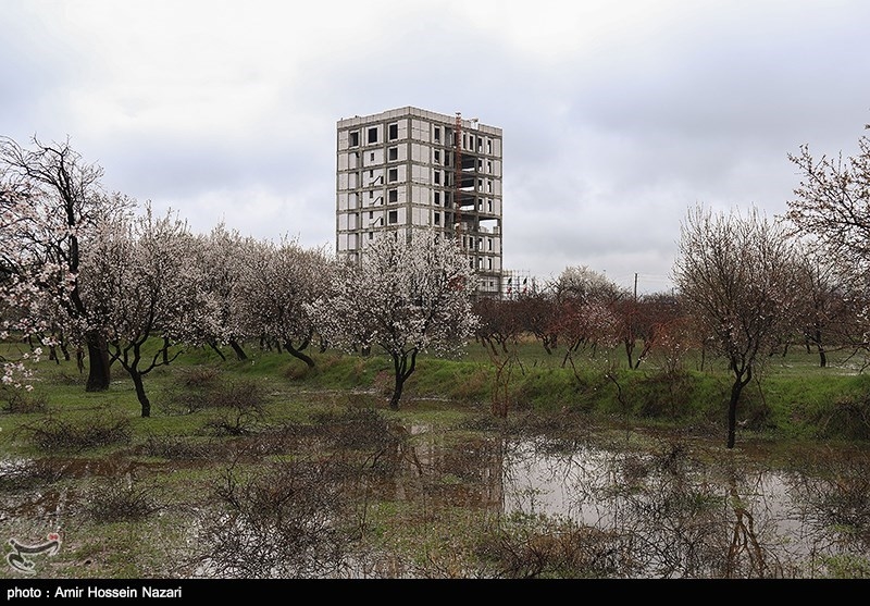 معاون وزیر راه: برای حفظ باغ‌ها باید رضایت مالکان هم جلب شود/ 128 هکتار باغ در تهران از دست رفت