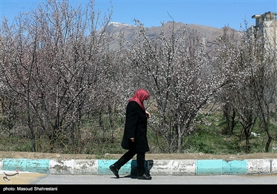 شکوفه های بهاری گلپایگان