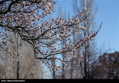 شکوفه های بهاری گلپایگان