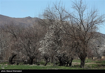 شکوفه های بهاری گلپایگان