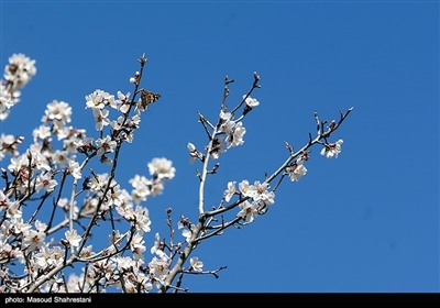 شکوفه های بهاری گلپایگان