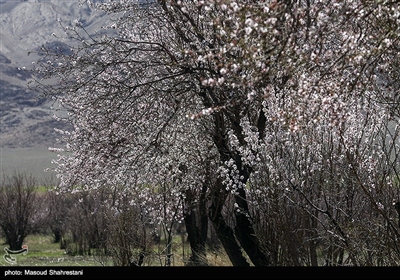 شکوفه های بهاری گلپایگان