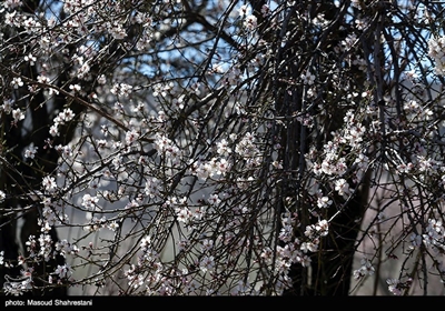 شکوفه های بهاری گلپایگان