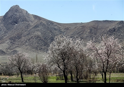 شکوفه های بهاری گلپایگان