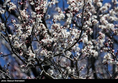 شکوفه های بهاری گلپایگان