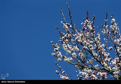 شکوفه های بهاری گلپایگان