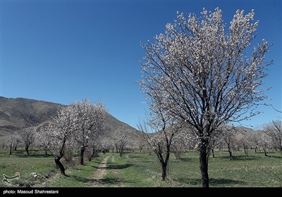 شکوفه های بهاری گلپایگان