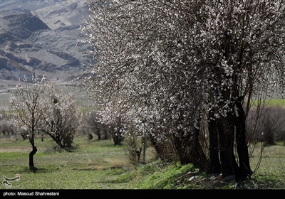 شکوفه های بهاری گلپایگان