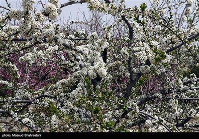 شکوفه های بهاری گلپایگان