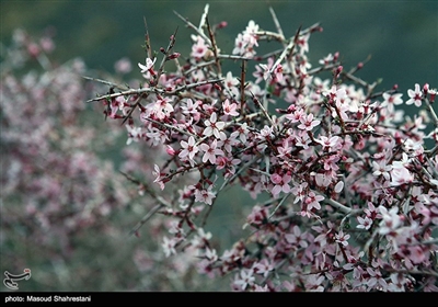 شکوفه های بهاری گلپایگان