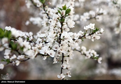 شکوفه های بهاری گلپایگان