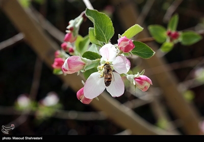 شکوفه های بهاری گلپایگان