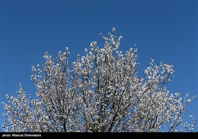 شکوفه های بهاری گلپایگان