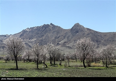 شکوفه های بهاری گلپایگان