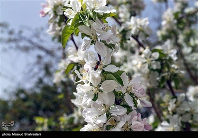 شکوفه های بهاری گلپایگان