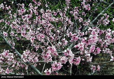 شکوفه های بهاری گلپایگان