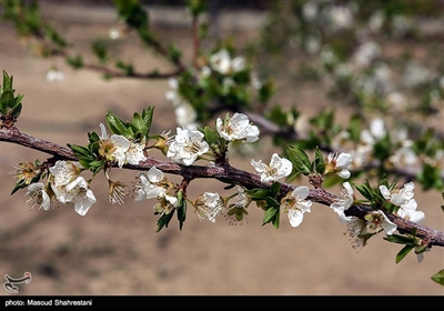 شکوفه های بهاری گلپایگان