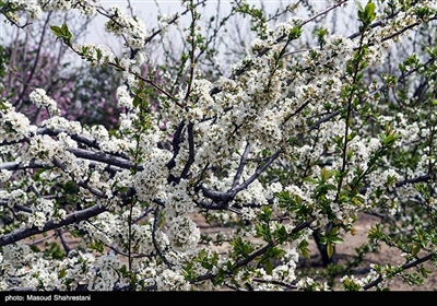 شکوفه های بهاری گلپایگان