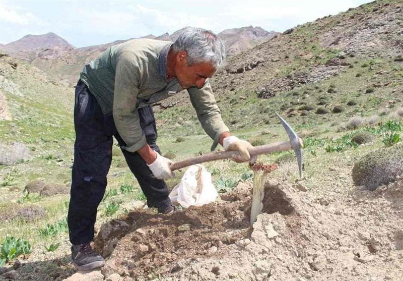سلطان «ریواس» و «کنگر» گیاهان کوهی آذربایجان غربی را ریشه کن می‌کند + فیلم