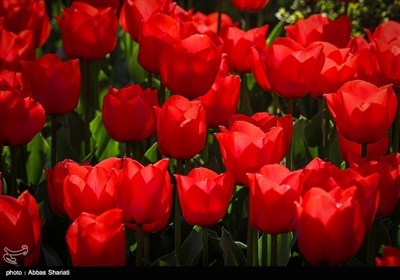 ایران میں بہار کی موسم میں پھولوں کے دلفریب رنگ