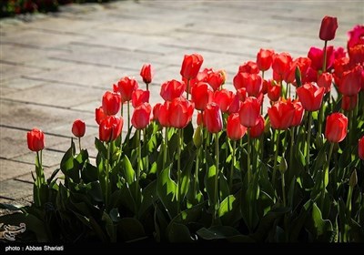 ایران میں بہار کی موسم میں پھولوں کے دلفریب رنگ