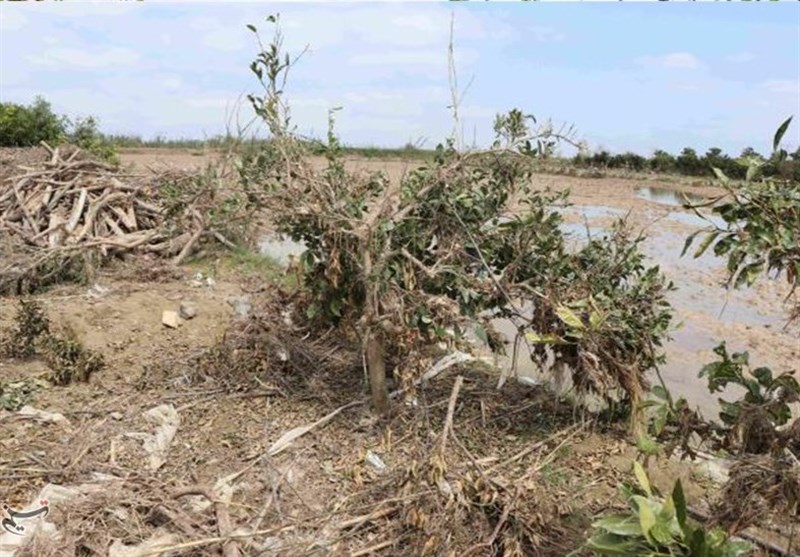 40000 بهره‌بردار بخش کشاورزی لرستان در جریان سیل پلدختر خسارت دیدند