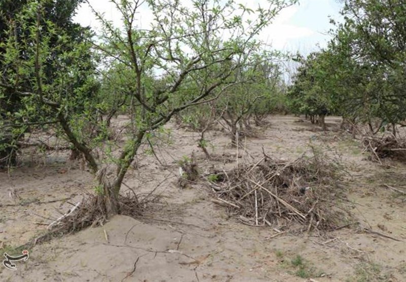 طوفان 461 میلیارد تومان به بخش کشاورزی استان خراسان جنوبی خسارت زد