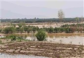 لرستان| سیلاب 1000 میلیارد تومان به بخش کشاورزی پلدختر خسارت زد