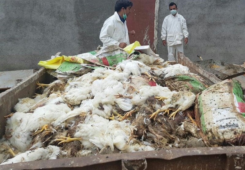 15000 مرغ در سیل پلدختر تلف شد؛ اعزام 15 اکیپ برای برآورد خسارت