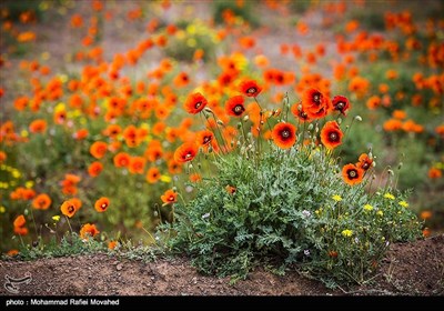 دشت شقایق - قم