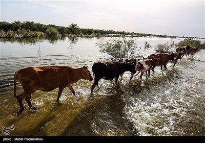 روستای سیل زده ابوشلوگ در شادگان -خوزستان